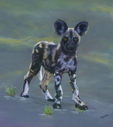 African Wild Dog Pup