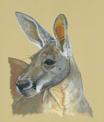Andrew the Kangaroo