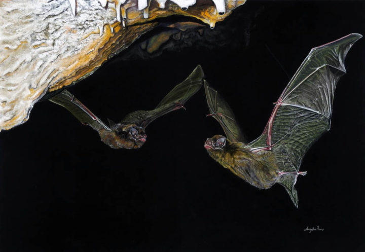 Common Bentwing Bats on the Wing