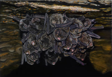 Little Bentwing Bats Roosting