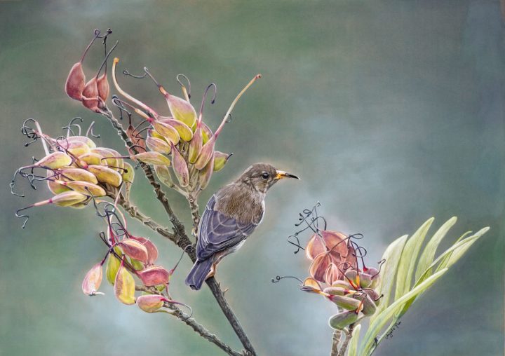 Scarlet Honeyeater